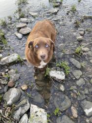 Lost Female Dog last seen Indianola and ronokins, Columbus, OH 43202