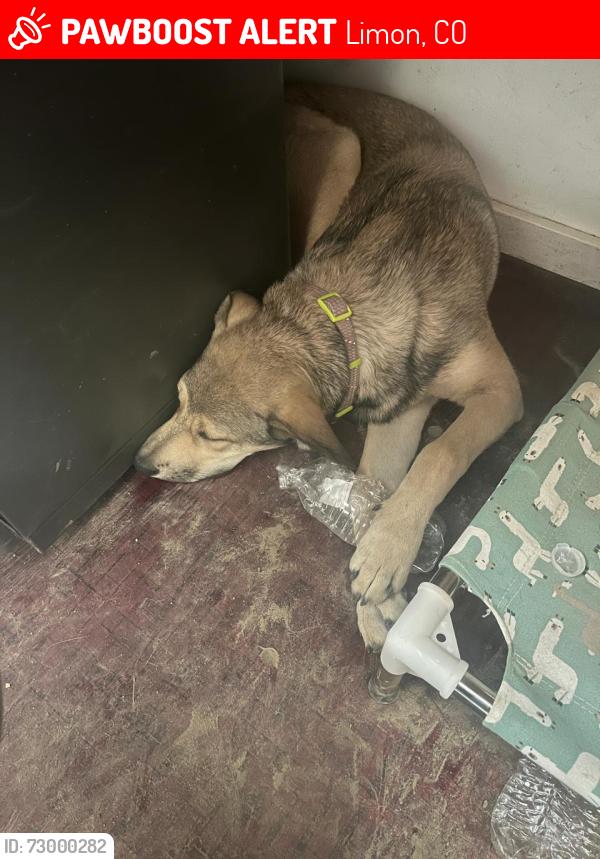 Lost Female Dog last seen Highway 40 near big construction site, Limon, CO 80828