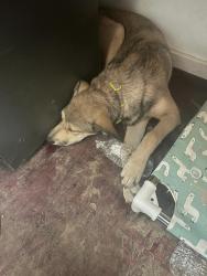 Lost Female Dog last seen Highway 40 near big construction site, Limon, CO 80828