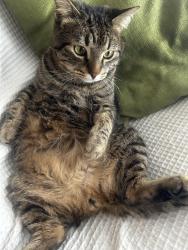 Lost Male Cat last seen Edgepark Blvd Northwest, Calgary, AB T3A 4B8