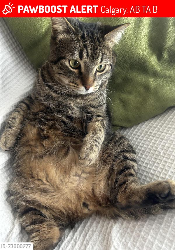 Lost Male Cat last seen Edgepark Blvd Northwest, Calgary, AB T3A 4B8