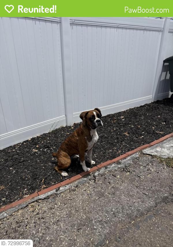 Reunited Female Dog last seen Starbucks plaza blvd, National City, CA 91950