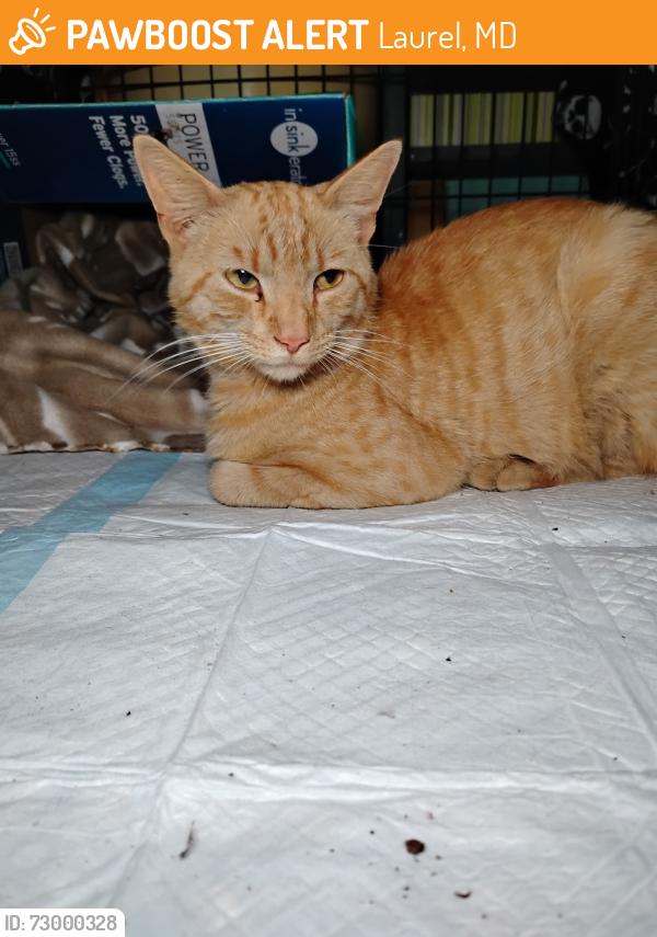 Found/Stray Male Cat last seen Kiama Rd and Briarwood Dr, Laurel, MD 20708