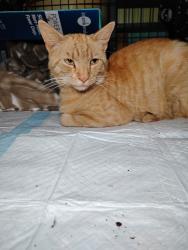 Found/Stray Male Cat last seen Kiama Rd and Briarwood Dr, Laurel, MD 20708