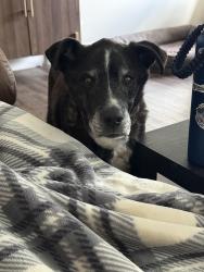 Reunited Male Dog last seen E 2100 N and N 775 E, North Ogden, UT 84414