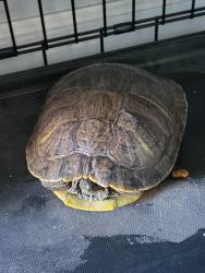 Reunited Unknown Reptile last seen E. Carrol & Pennsylvania Ave, Glendora, CA 91741