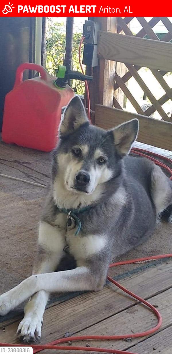 Lost Female Dog last seen Hwy 51, Ariton, AL 36311