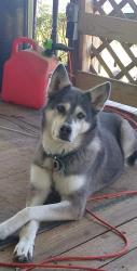 Lost Female Dog last seen Hwy 51, Ariton, AL 36311