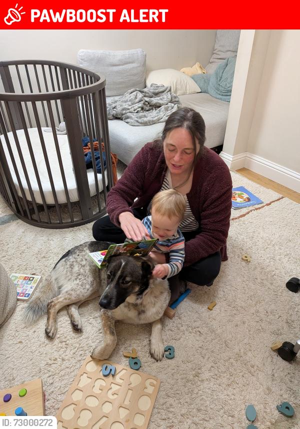Lost Female Dog last seen Wildcat canyon parkway and new Belgium trail, East Richmond Heights, CA 94805