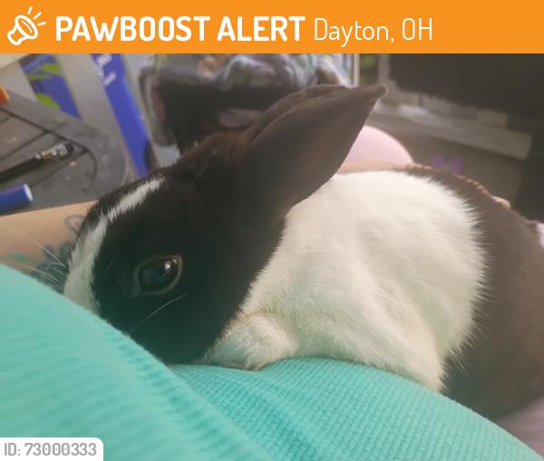 Found/Stray Unknown Rabbit last seen 3rd and Westview , Dayton, OH 45403