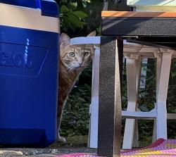 Found/Stray Unknown Cat last seen Cesar Chavez & SE Cora St., Portland, OR 97202