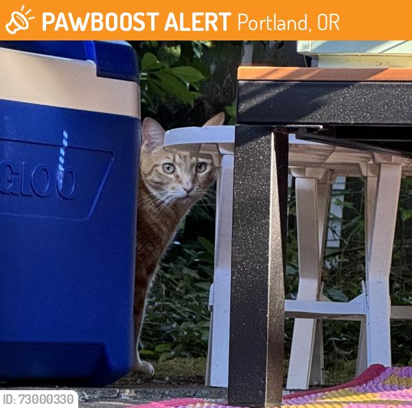 Found/Stray Unknown Cat last seen Cesar Chavez & SE Cora St., Portland, OR 97202