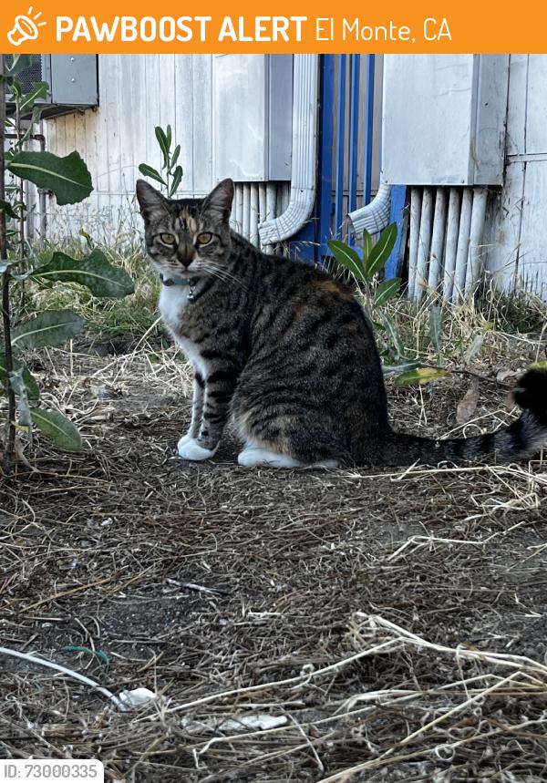 Found/Stray Unknown Cat last seen Durffee ave el monte ca, El Monte, CA 91732
