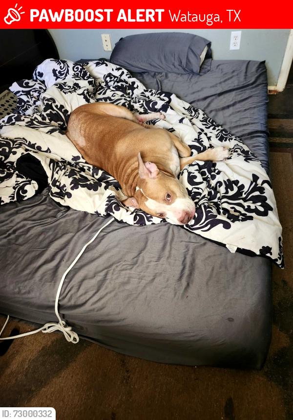 Lost Male Dog last seen Rufe snow, Watauga, TX 76148