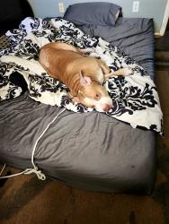 Lost Male Dog last seen Rufe snow, Watauga, TX 76148