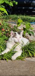 Lost Male Cat last seen Stillwell Ridge and Van Horn, Cedar Park, TX 78613