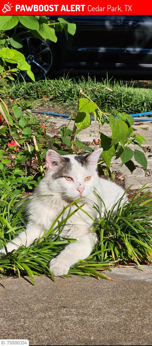 Lost Male Cat last seen Stillwell Ridge and Van Horn, Cedar Park, TX 78613