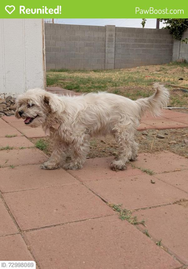 Reunited Female Dog last seen 35th Ave / W Glendale Ave by Five Below and Dollar Tree, Phoenix, AZ 85051