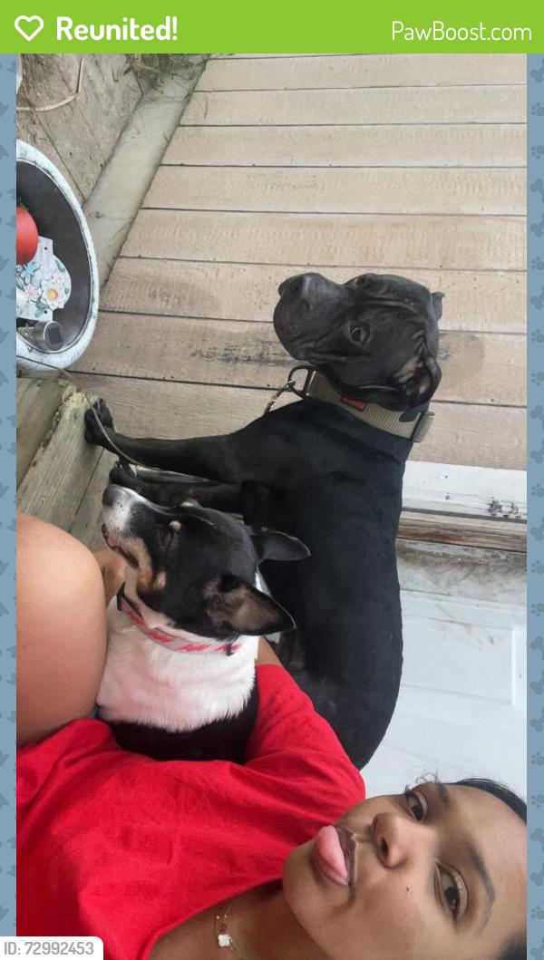 Reunited Male Dog last seen Capital, Jefferson, Merifield , Mishawaka, IN 46545