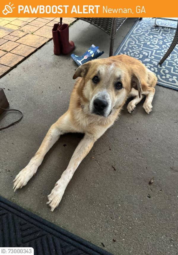 Found/Stray Male Dog last seen Summergrove parkway in Newnan, GA, Newnan, GA 30265