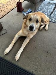 Found/Stray Male Dog last seen Summergrove parkway in Newnan, GA, Newnan, GA 30265