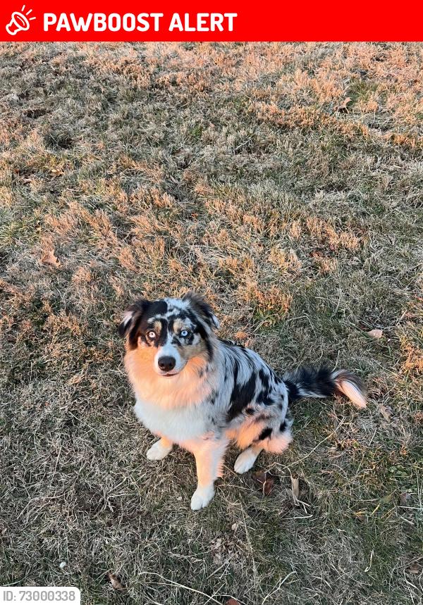 Lost Female Dog last seen Belmont rd , Lancaster County, PA 17535