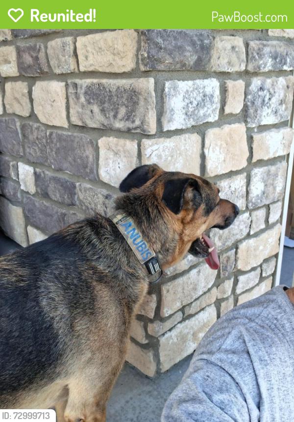 Reunited Male Dog last seen 99th and tower, Commerce City, CO 80022