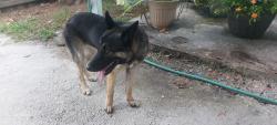 Reunited Unknown Dog last seen Story Road and Dillard Street, Winter Garden, Fla, Winter Garden, FL 34787