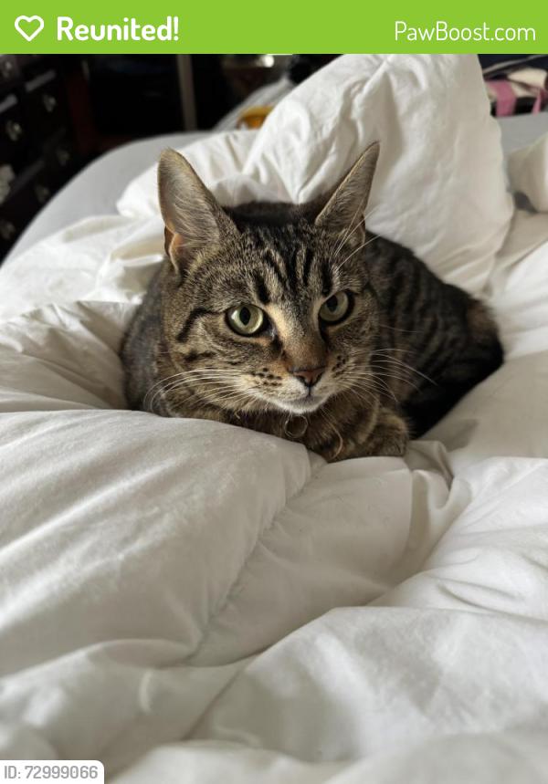 Reunited Female Cat last seen Mariners Point Neighborhood , Chesapeake, VA 23323