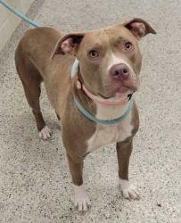 Shelter Stray Female Dog last seen Near E Missouri Ave, 64106, 64106, MO, 7077 Elmwood Ave, Kansas City, MO 64132, USA