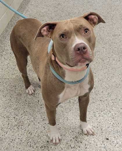Shelter Stray Female Dog last seen Near E Missouri Ave, 64106, 64106, MO, 7077 Elmwood Ave, Kansas City, MO 64132, USA