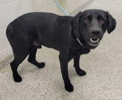 Shelter Stray Male Dog last seen Near E 10th St, 64106, MO, 7077 Elmwood Ave, Kansas City, MO 64132, USA