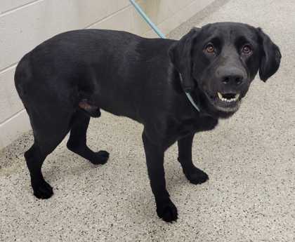Shelter Stray Male Dog last seen Near E 10th St, 64106, MO, 7077 Elmwood Ave, Kansas City, MO 64132, USA