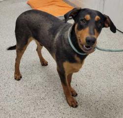 Shelter Stray Male Dog last seen Near E 10th St, 64106, MO, 7077 Elmwood Ave, Kansas City, MO 64132, USA