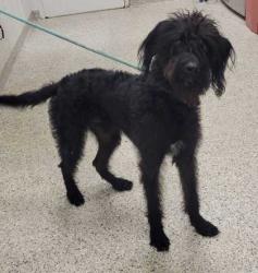 Shelter Stray Male Dog last seen E 116th Ter and Troost Ave, 64131, MO, 7077 Elmwood Ave, Kansas City, MO 64132, USA