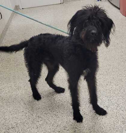 Shelter Stray Male Dog last seen E 116th Ter and Troost Ave, 64131, MO, 7077 Elmwood Ave, Kansas City, MO 64132, USA