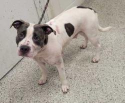 Shelter Stray Female Dog last seen Near Brooklyn Ave, 64130, MO, 7077 Elmwood Ave, Kansas City, MO 64132, USA