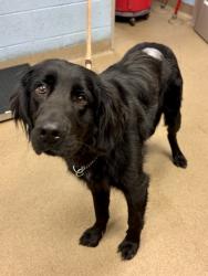 Shelter Stray Male Dog last seen Near Lavista Rd, Tucker, GA 30084, 30084, GA, 3280 Chamblee Dunwoody Rd, Chamblee, GA 30341, USA