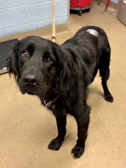 Shelter Stray Male Dog last seen Near Lavista Rd, Tucker, GA 30084, 30084, GA, 3280 Chamblee Dunwoody Rd, Chamblee, GA 30341, USA