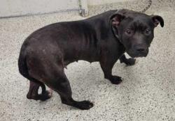 Shelter Stray Female Dog last seen Near Brooklyn Ave, 64130, MO, 7077 Elmwood Ave, Kansas City, MO 64132, USA