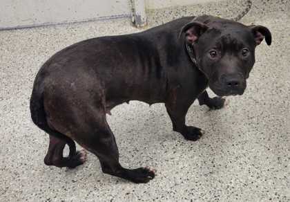 Shelter Stray Female Dog last seen Near Brooklyn Ave, 64130, MO, 7077 Elmwood Ave, Kansas City, MO 64132, USA