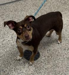 Shelter Stray Female Dog last seen 67th and Paseo, 64132, MO, 7077 Elmwood Ave, Kansas City, MO 64132, USA