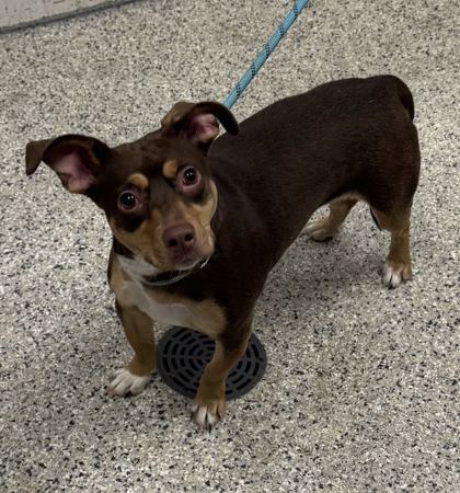 Shelter Stray Female Dog last seen 67th and Paseo, 64132, MO, 7077 Elmwood Ave, Kansas City, MO 64132, USA