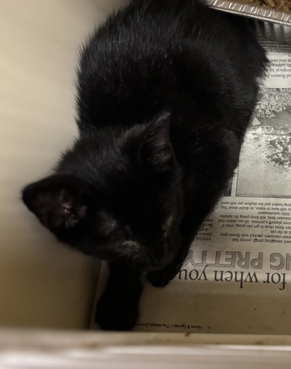 Shelter Stray Female Cat last seen Near Cartecay Dr NE, Atlanta, GA 30319, 30319, GA, 3280 Chamblee Dunwoody Rd, Chamblee, GA 30341, USA