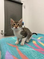 Shelter Stray Female Cat last seen N College Ave, Kansas City, MO 64156, 64156, MO, 7077 Elmwood Ave, Kansas City, MO 64132, USA