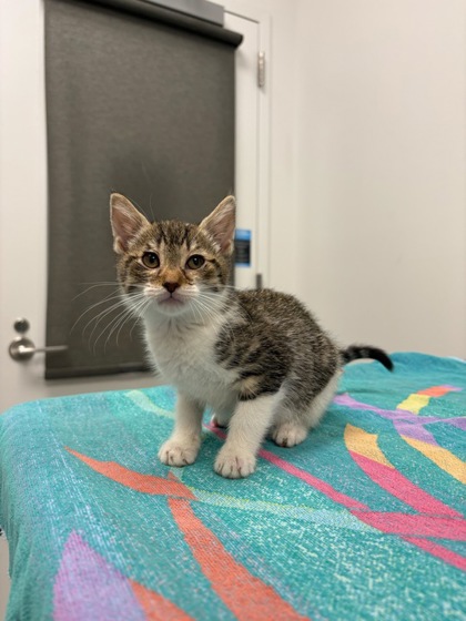 Shelter Stray Female Cat last seen N College Ave, Kansas City, MO 64156, 64156, MO, 7077 Elmwood Ave, Kansas City, MO 64132, USA