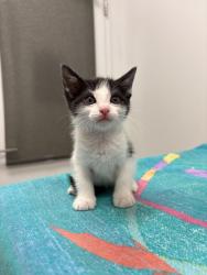 Shelter Stray Male Cat last seen N College Ave, Kansas City, MO 64156, 64156, MO, 7077 Elmwood Ave, Kansas City, MO 64132, USA