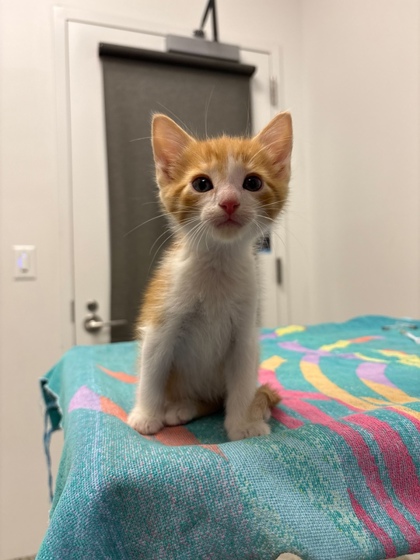 Shelter Stray Male Cat last seen N College Ave, Kansas City, MO 64156, 64156, MO, 7077 Elmwood Ave, Kansas City, MO 64132, USA