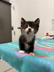 Shelter Stray Female Cat last seen N College Ave, Kansas City, MO 64156, 64156, MO, 7077 Elmwood Ave, Kansas City, MO 64132, USA