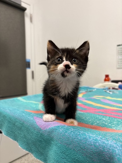 Shelter Stray Female Cat last seen N College Ave, Kansas City, MO 64156, 64156, MO, 7077 Elmwood Ave, Kansas City, MO 64132, USA